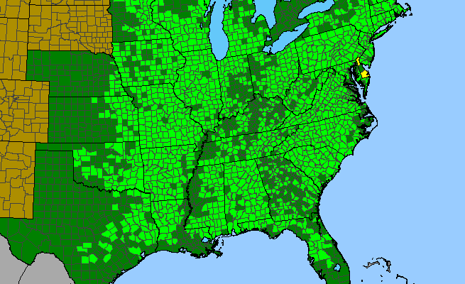 The range of Ceanothus americanus